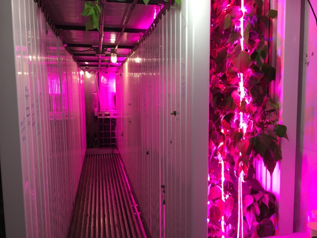 Learning by doing – high tech urban farms