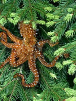 pacific-northwest-tree-octopus